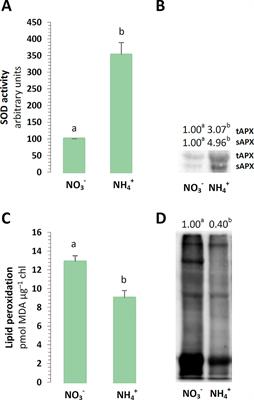 Efficient Photosynthetic Functioning of Arabidopsis thaliana Through Electron Dissipation in Chloroplasts and Electron Export to Mitochondria Under Ammonium Nutrition